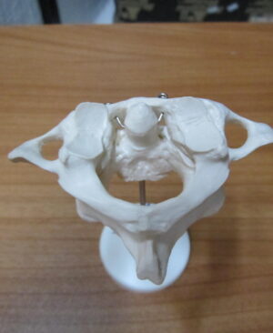 Atlas y Axis
