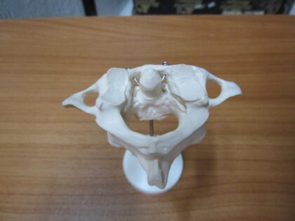 Atlas y Axis