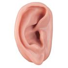 oído dereho para practicar la acupuntura