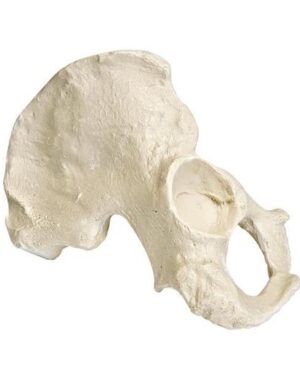 ORTHObones Línea Premium Pélvis. Derecho