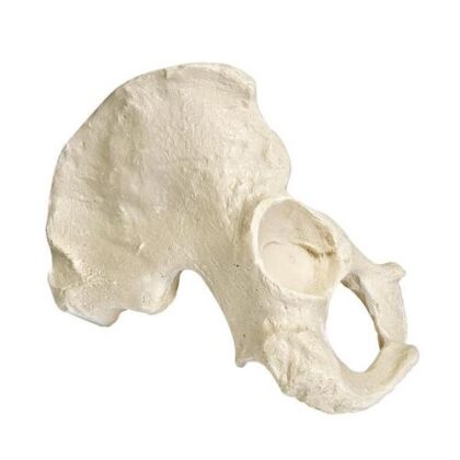 ORTHObones Línea Premium Pélvis. Derecho