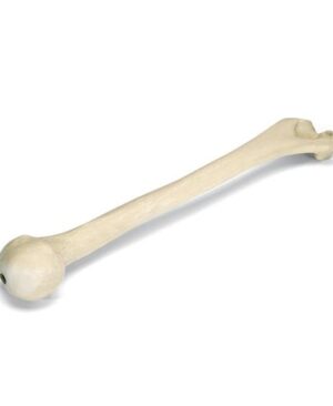 ORTHObones Línea Premium Húmero derecho
