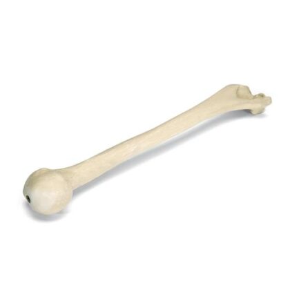 ORTHObones Línea Premium Húmero derecho