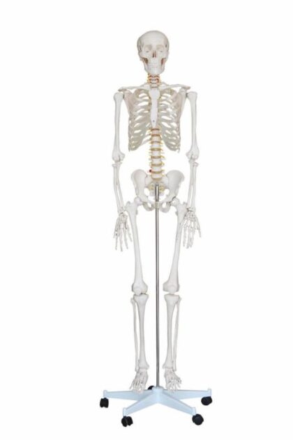 Esqueleto Humano Tamaño Natural