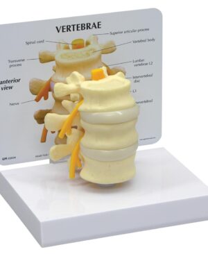 Modelo de vértebras