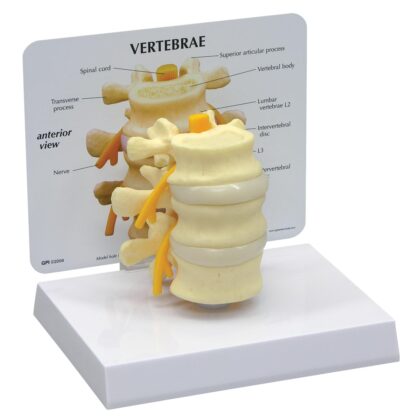 Modelo de vértebras