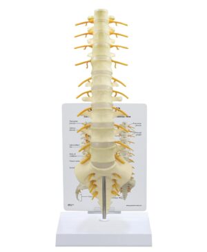 Columna vertebral sacro - T8