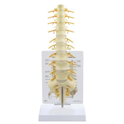 Columna vertebral sacro - T8