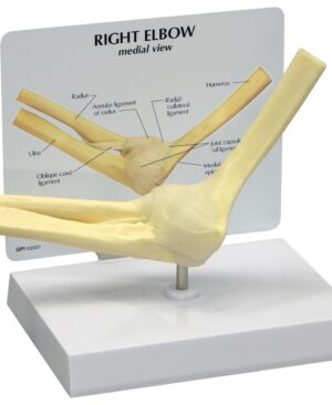 Modelo básico de codo