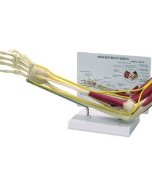 Modelo de codo con músculos