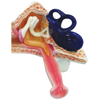 Modelo de oído infantil - Imagen 2