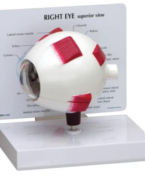 Modelo completo de ojo  con base