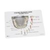 Modelo de mandíbula humana transparente con (dientes) - Imagen 3