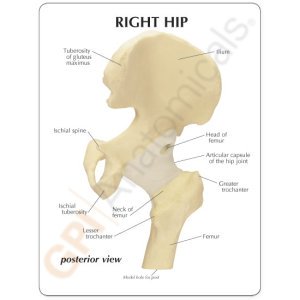 hip-model-2-1