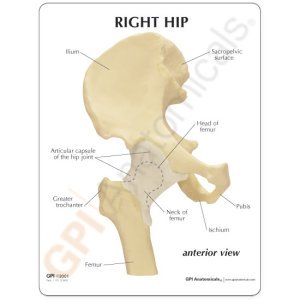 hip-model-3-1