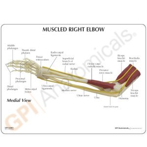 muscled-elbow-model-2