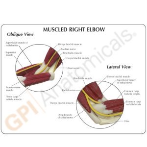 muscled-elbow-model-3