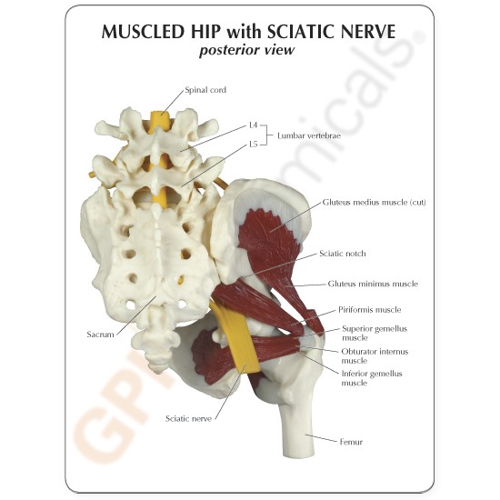 sciatic-nerve-model-4