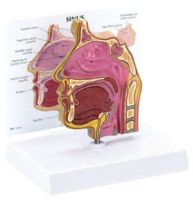Sección transversal del seno nasal sinus