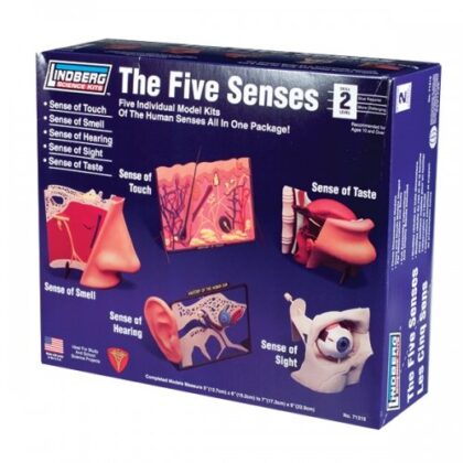 Juego de los cinco sentidos - Imagen 2