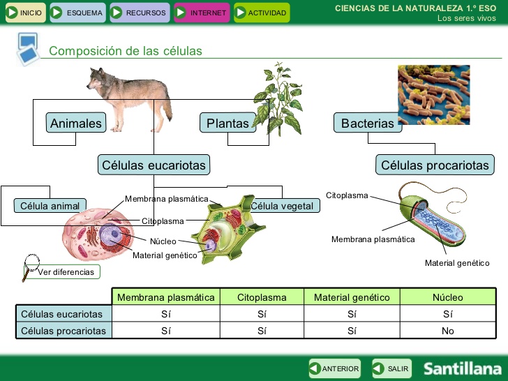 Constitución y Función - animal