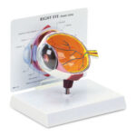 Modelo de Ojo con Base