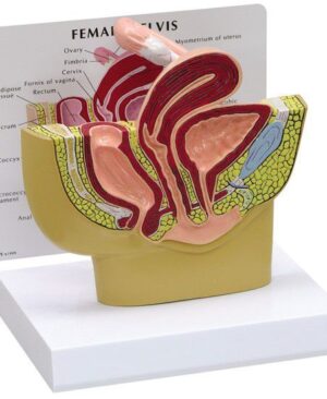 Pelvis femenina