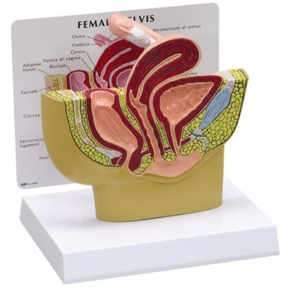 Pelvis femenina
