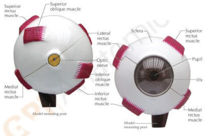 Modelo completo de ojo  con base - Imagen 2