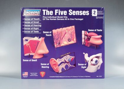Juego de los cinco sentidos