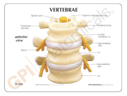 Modelo de vértebras - Imagen 3