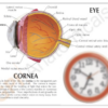 Sección transversal de ojo con córnea - Imagen 5