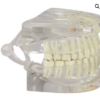 Modelo de mandíbula humana transparente con (dientes) - Imagen 5