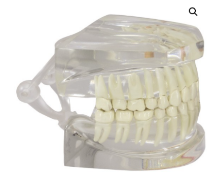 Modelo de mandíbula humana transparente con (dientes) - Imagen 5