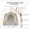 Modelo de mandíbula humana transparente con (dientes) - Imagen 6