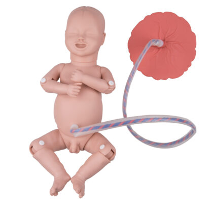 Simulador de parto BASIC P90 de 3B Scientific - Imagen 3