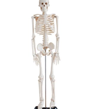 MINI MODELO ESQUELÉTICO HUMANO EN BASE METÁLICA DE 85 CM.