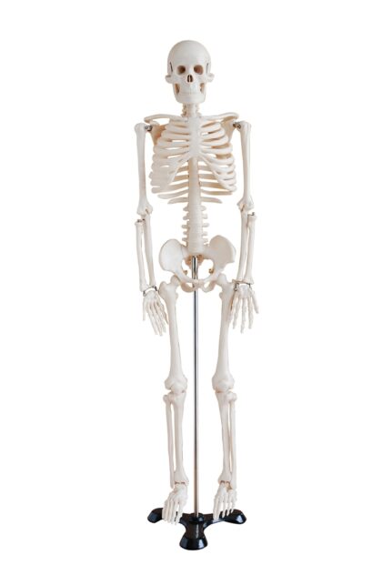 MINI MODELO ESQUELÉTICO HUMANO EN BASE METÁLICA DE 85 CM.