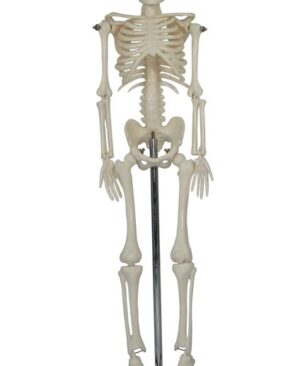 PETITE PLUS MODELO ESQUELÉTICO HUMANO SOBRE BASE PLÁSTICA DE 45 CM.