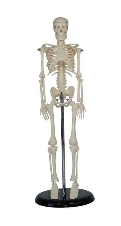 PETITE PLUS MODELO ESQUELÉTICO HUMANO SOBRE BASE PLÁSTICA DE 45 CM.