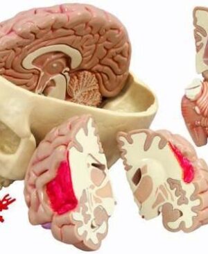 Modelo de cerebro