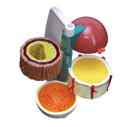 Modelo de diabetes de 4 piezas - Imagen 2