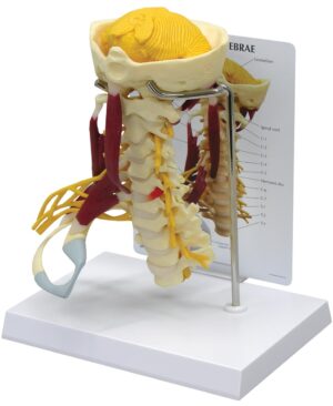 Columna cervical con músculos de lujo