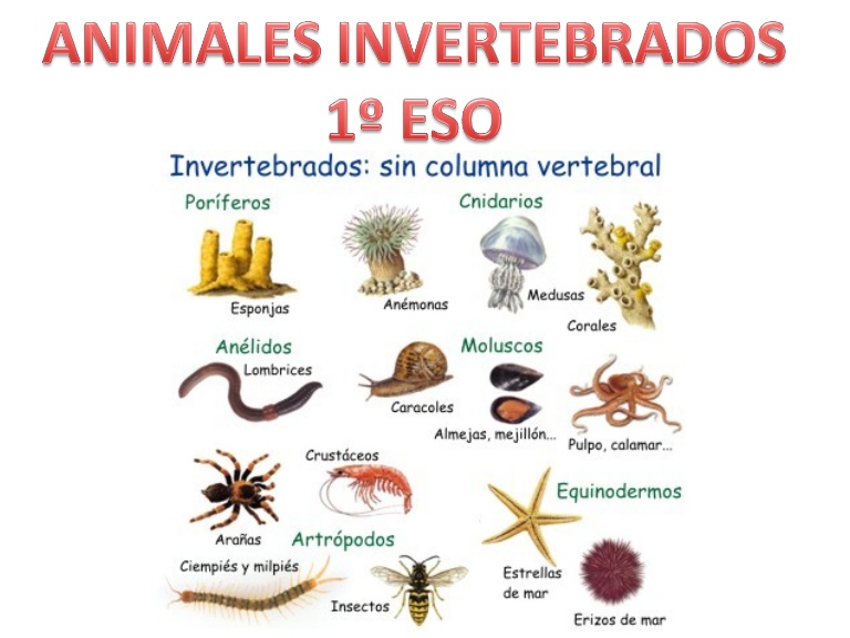 Animales invertebrados