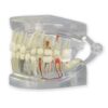 Modelo de mandíbula humana transparente con (dientes)