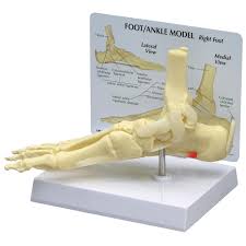 Modelo de fascitis plantar, pie/tobillo