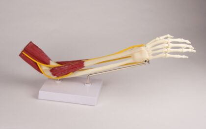 Modelo de codo con músculos - Imagen 2