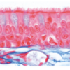 Histología Humana, Colección Grande, Parte I. en español - Imagen 2