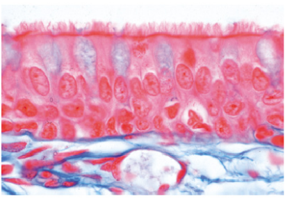 Histología Humana, Colección Grande, Parte I. en español - Imagen 2