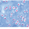 Histología Humana, Colección Grande, Parte I. en español - Imagen 3